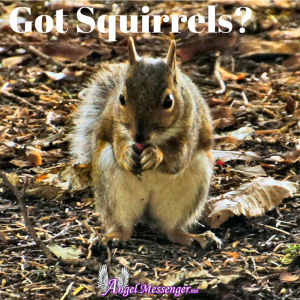 Got Squirrels-